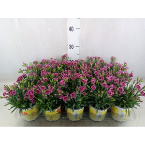 Dianthus allw. 'Lucky Lips Lara'