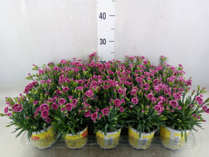 <h4>Dianthus allw. 'Lucky Lips Lara'</h4>