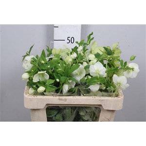 Hell Or Queens White