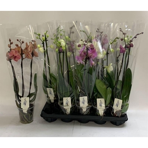 PHAL GEM