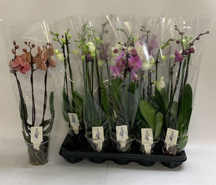 <h4>PHAL GEM</h4>
