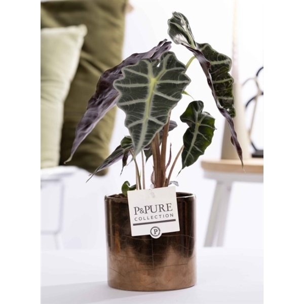<h4>Alocasia Polly in P&PURE Juliette ceramics goldbronze</h4>