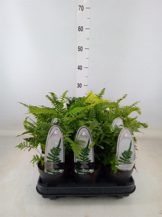 <h4>Ferns   ...mix</h4>