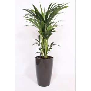 Howea Forsteriana in Santorini pot 