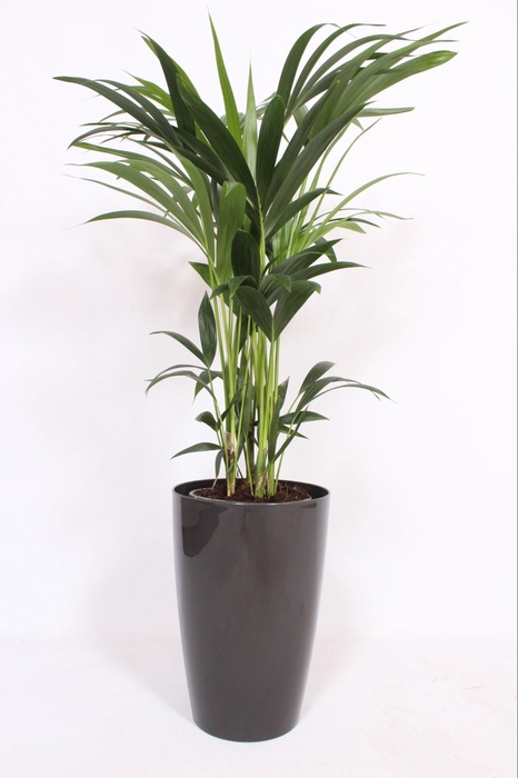 <h4>Howea Forsteriana in Santorini pot "antraciet"</h4>