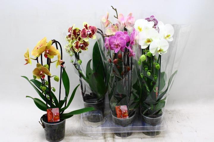 <h4>PHAL EL CASCADE</h4>