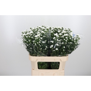 Aster Cassy