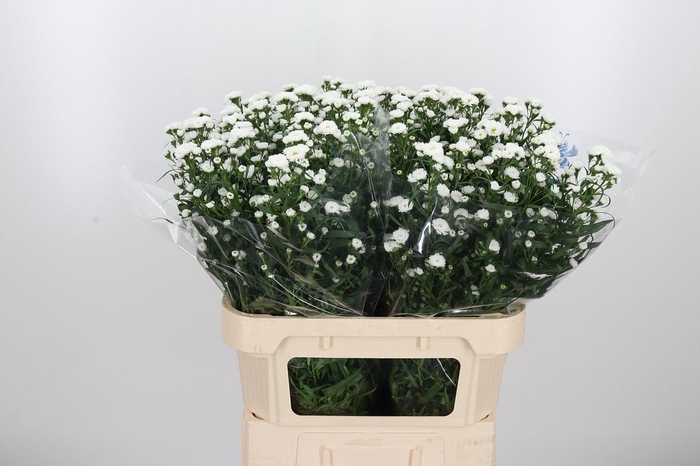 <h4>Aster Cassy</h4>