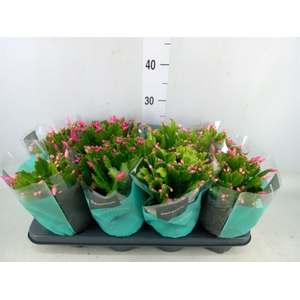 Schlumbergera   ...mix 4