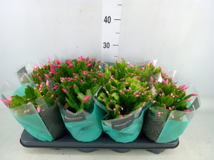 <h4>Schlumbergera   ...mix 4</h4>