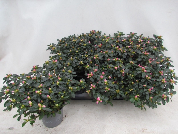 <h4>RHODO SI FRIEDHELM</h4>