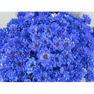 Chr T Bacardi Blauw