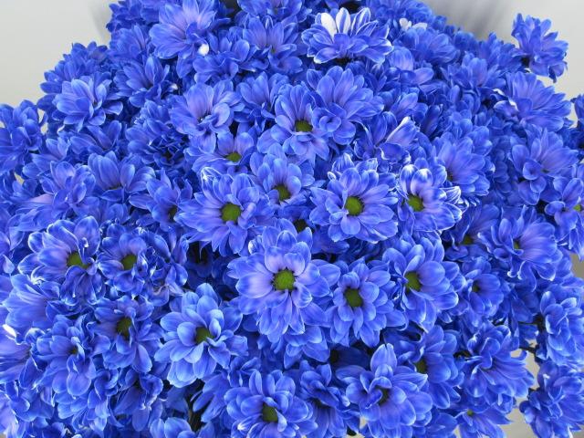 <h4>Chr T Bacardi Blauw</h4>