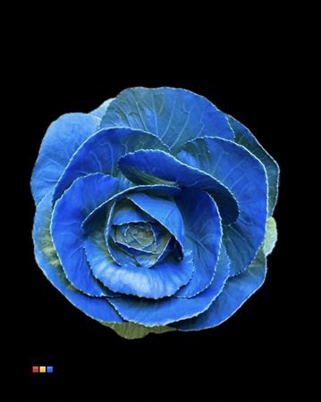 Brassica Blue