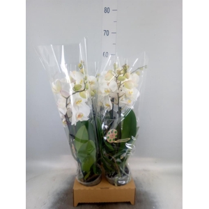 Phalaenopsis   ...white