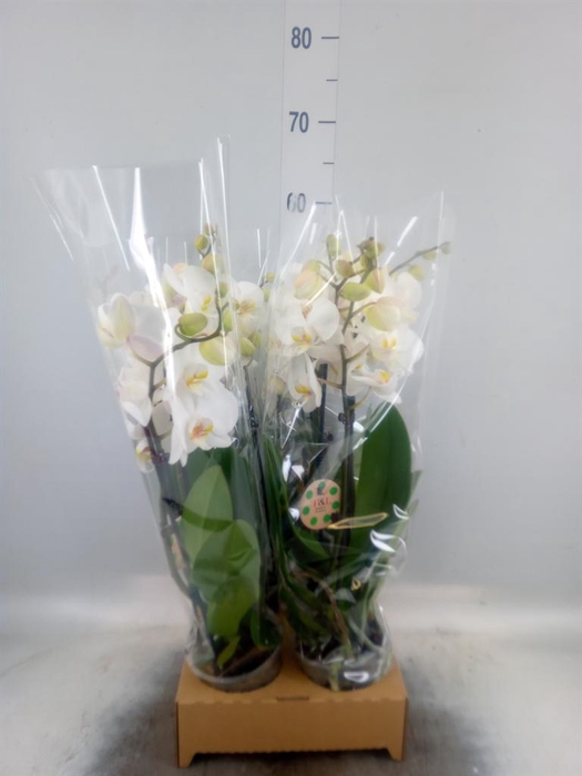 <h4>Phalaenopsis   ...white</h4>