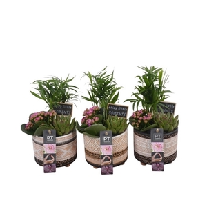 PTIB6430 Arrangement Indoor in keramiek pot