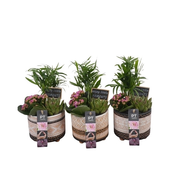 <h4>PTIB6430 Arrangement Indoor in keramiek pot</h4>
