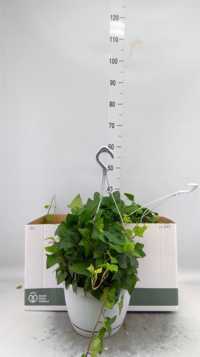 <h4>Hedera helix 'Mein Herz'</h4>