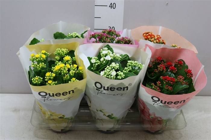 <h4>Kalanchoe Queen Gemengd</h4>