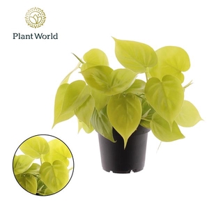 Philodendron scandens subsp. micans