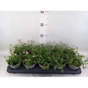 Diascia  'Piccadilly Appleblossom'