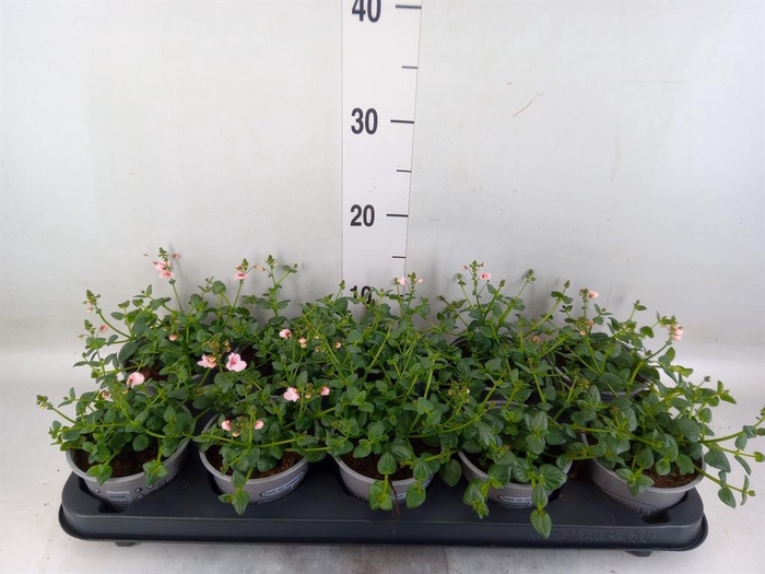 <h4>Diascia  'Piccadilly Appleblossom'</h4>