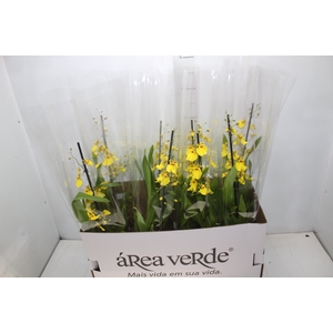 ONCIDIUM ALOHA P15