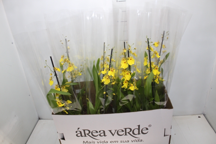 <h4>ONCIDIUM ALOHA P15</h4>