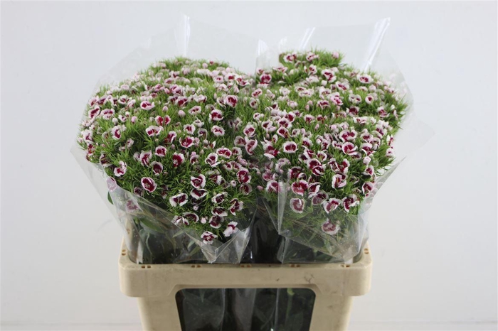 <h4>Di Barb Mamma Mia</h4>