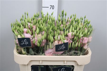 <h4>Eus G Lisanne L Pink</h4>