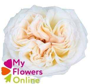 R Gr White O Hara White 50cm EC