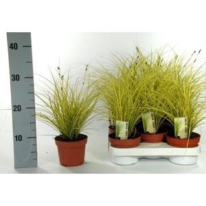 Carex brunnea 'Jenneke'