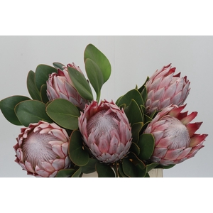 Protea Cynaroides