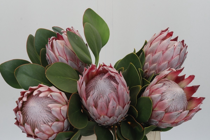 <h4>Protea Cynaroides</h4>