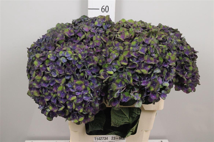 <h4>Hydr M Mag Charl Bl</h4>