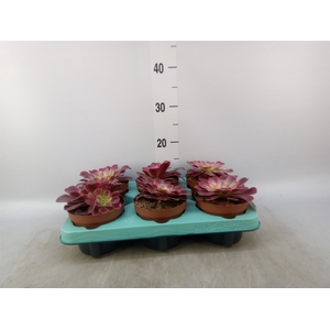 Aeonium   ...