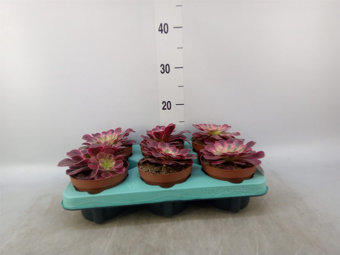 <h4>Aeonium   ...</h4>