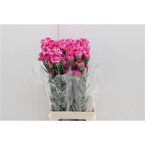 Di St Amico Lavender