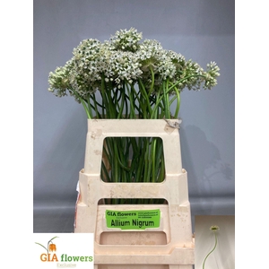 ALLIUM NIGRUM ALLIUM NIGRUM