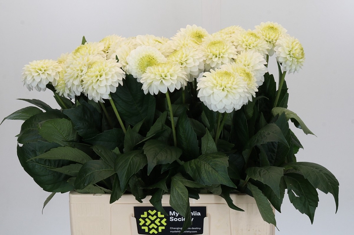 Dahlia Caro
