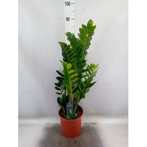 Zamioculcas zamiifolia