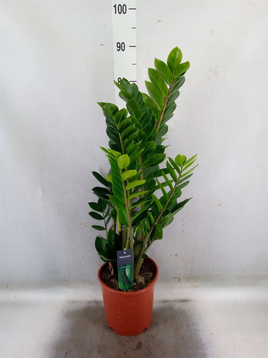 <h4>Zamioculcas zamiifolia</h4>
