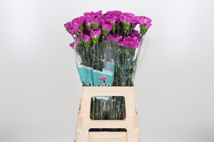 <h4>Di St Frenesi</h4>