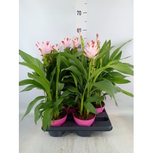 Curcuma alism. 'Siam Salsa'