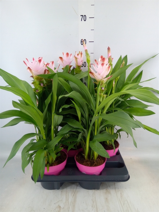 <h4>Curcuma alism. 'Siam Salsa'</h4>