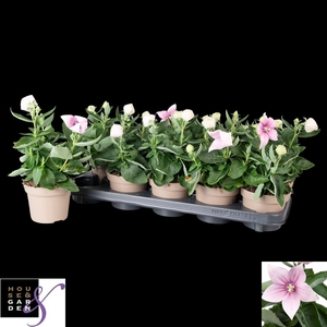 PLATYCO GR ASTRA PIN