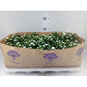 Aster n-b 'Showmakers Snow White'