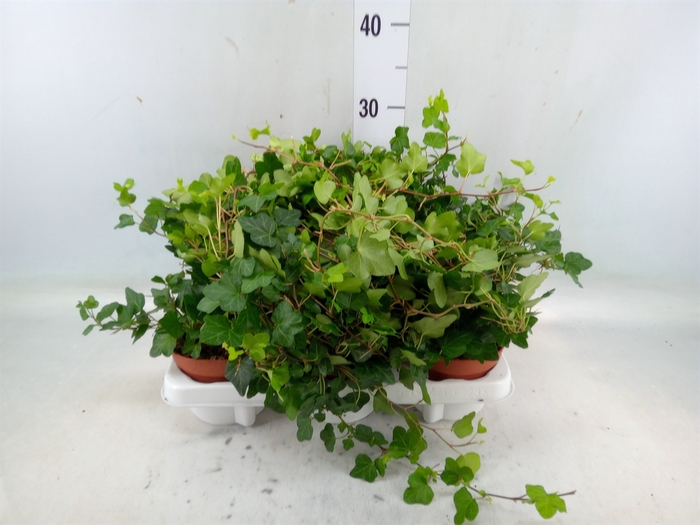 <h4>Hedera helix 'Wonder'</h4>