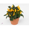 Capsicum Sombrero Mambo Geel 12cm